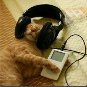 Meet your Posher, Rosie